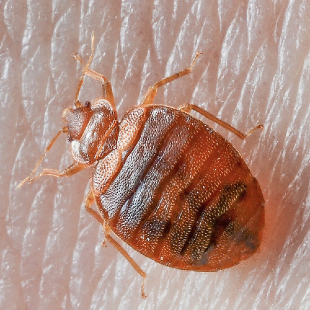 Зачеркнутый таракан