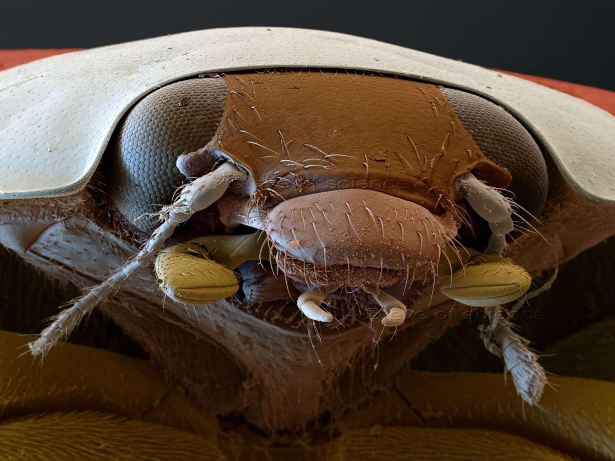 Клоп постельный кровососущий паразит