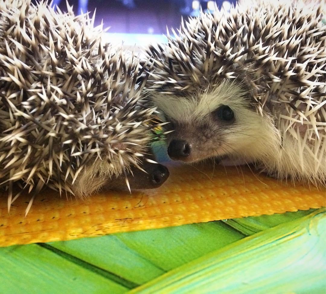 Южнокитайский еж