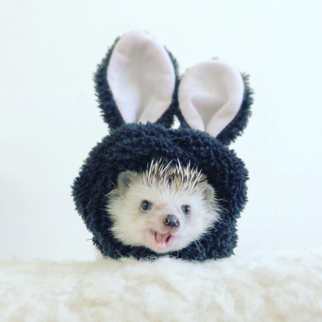 Ёжик в костюмчике