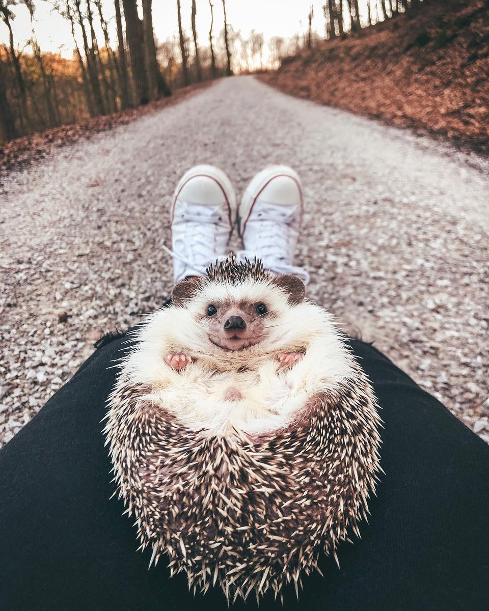 Креативный Ежик