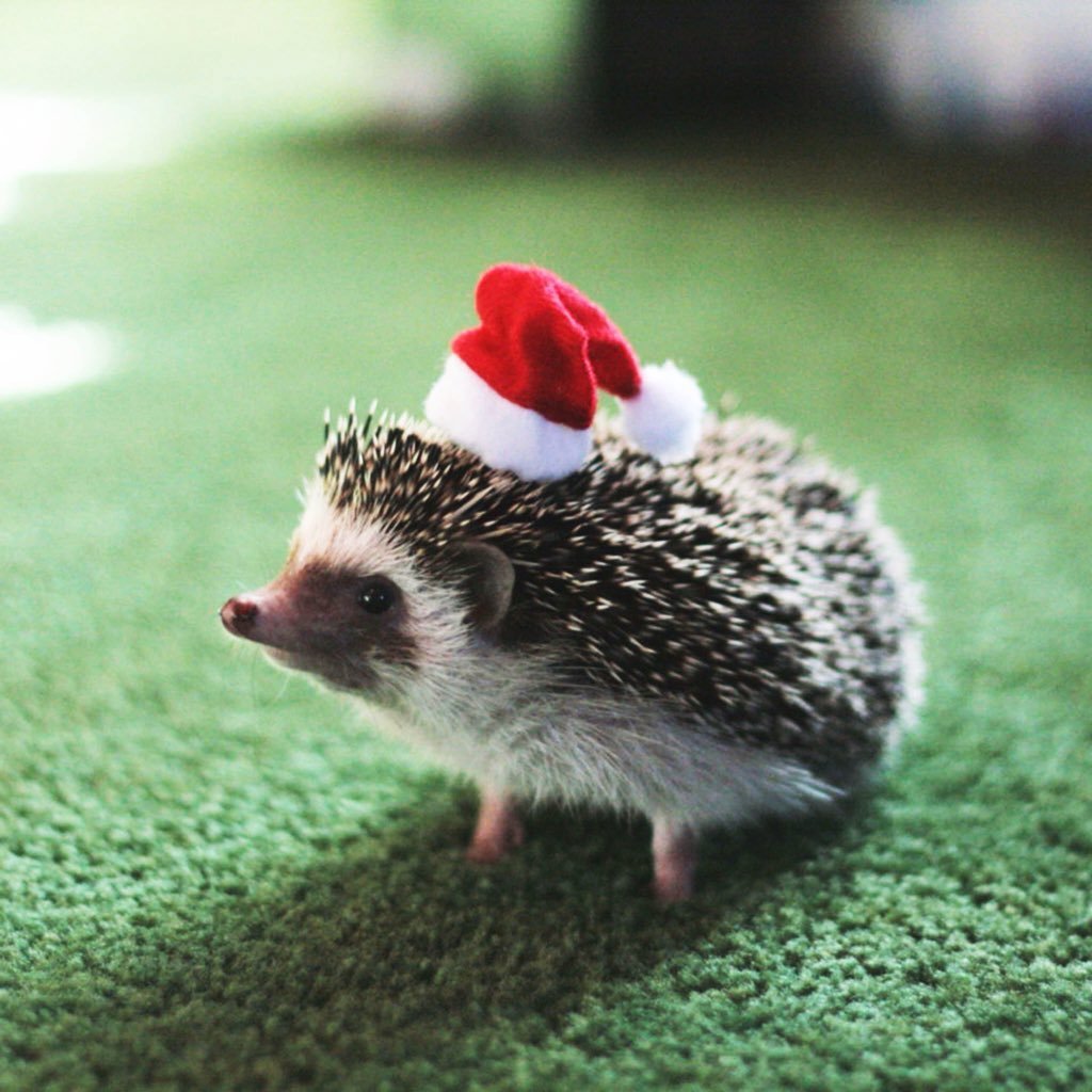 Ежик картинка