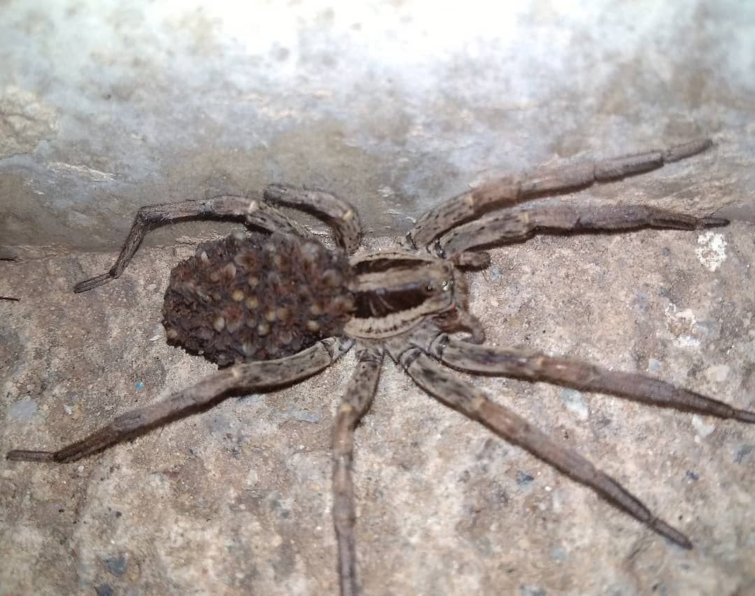 Даурский паук волк