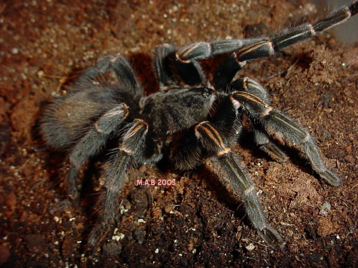 Джунгарский Тарантул