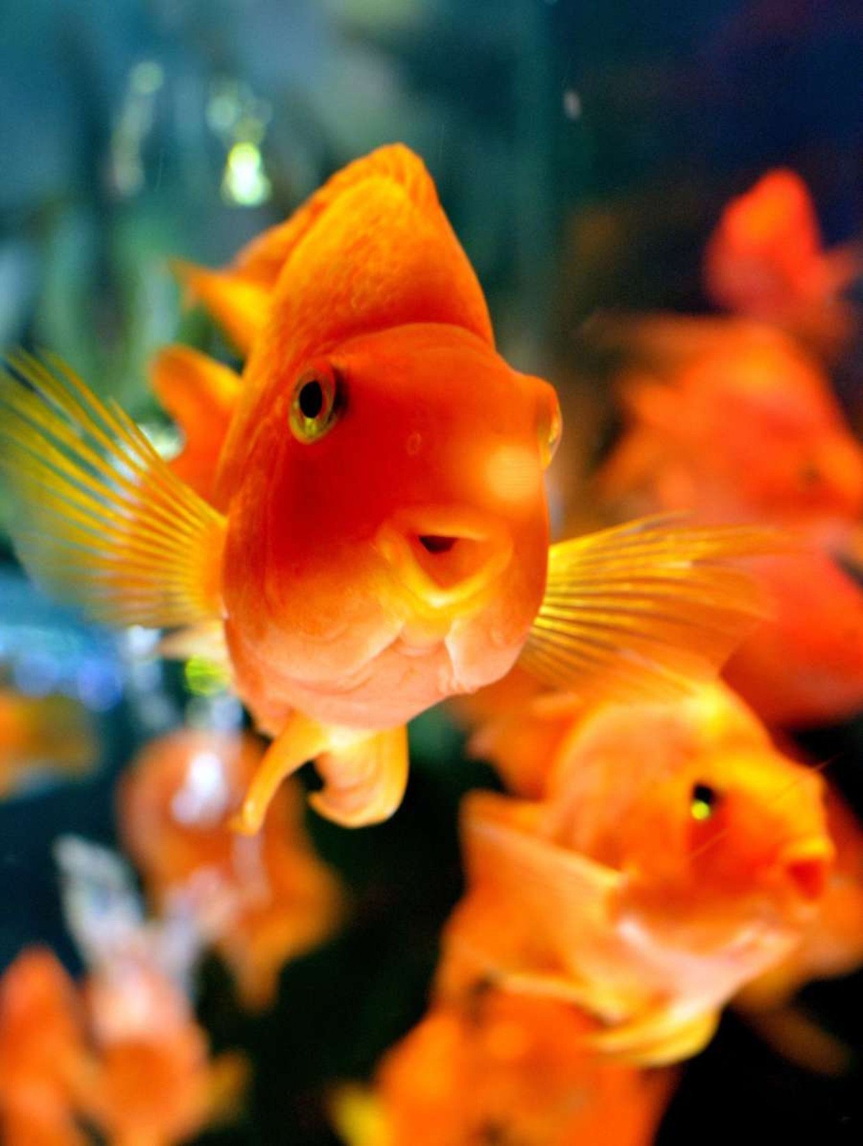 Оранжевая аквариумная рыбка. Карликовый попугай рыбка. Рифовый попугай аквариумная рыбка. Цихлида попугай оранжевый. Цихлида попугай красный.