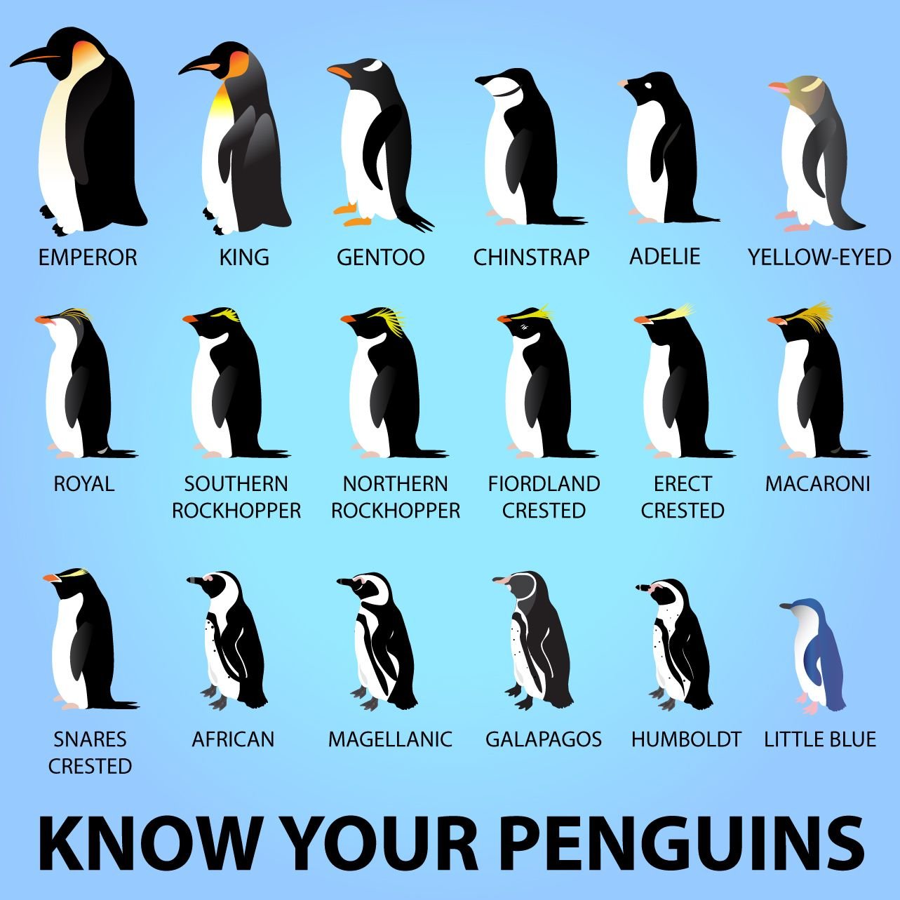 Среди пингвинов есть и драчуны найти глагол. Подвиды пингвинов. Виды пингвинов таблица с названиями. Пингвины уиды. Разные пингвины.