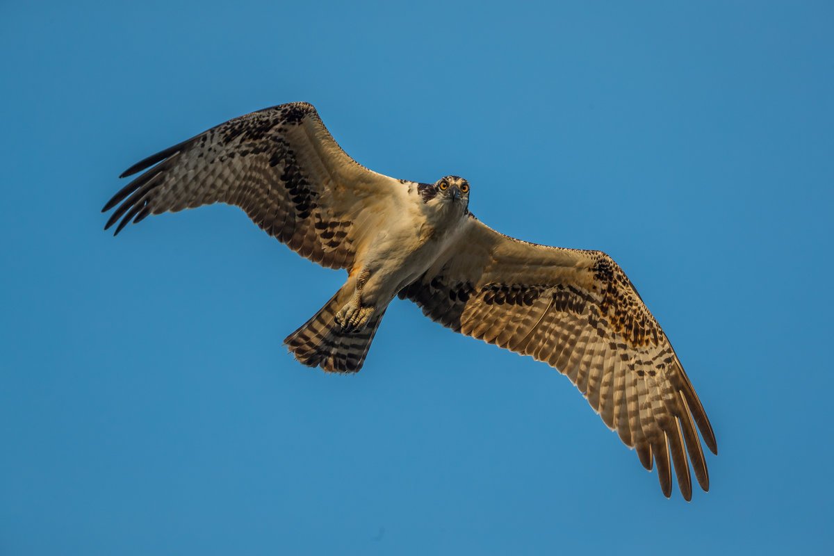 Скопа Соколообразные