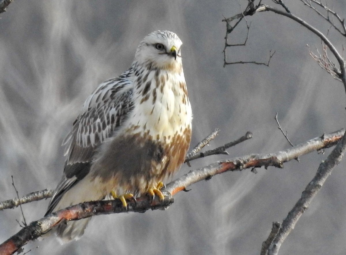 Зимняк птица