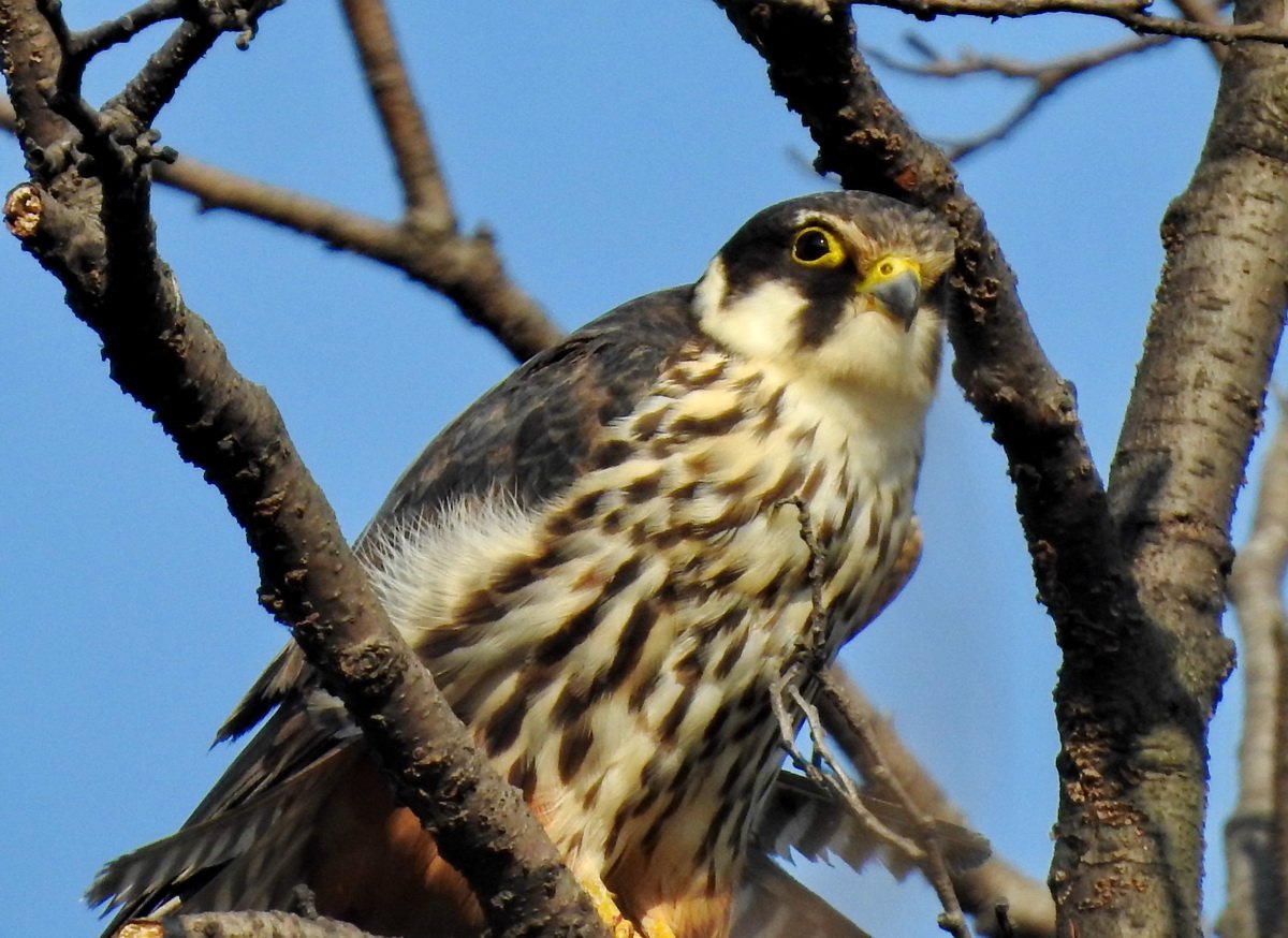 Соколообразные (чеглоки, КАНЮКИ, коршуны);