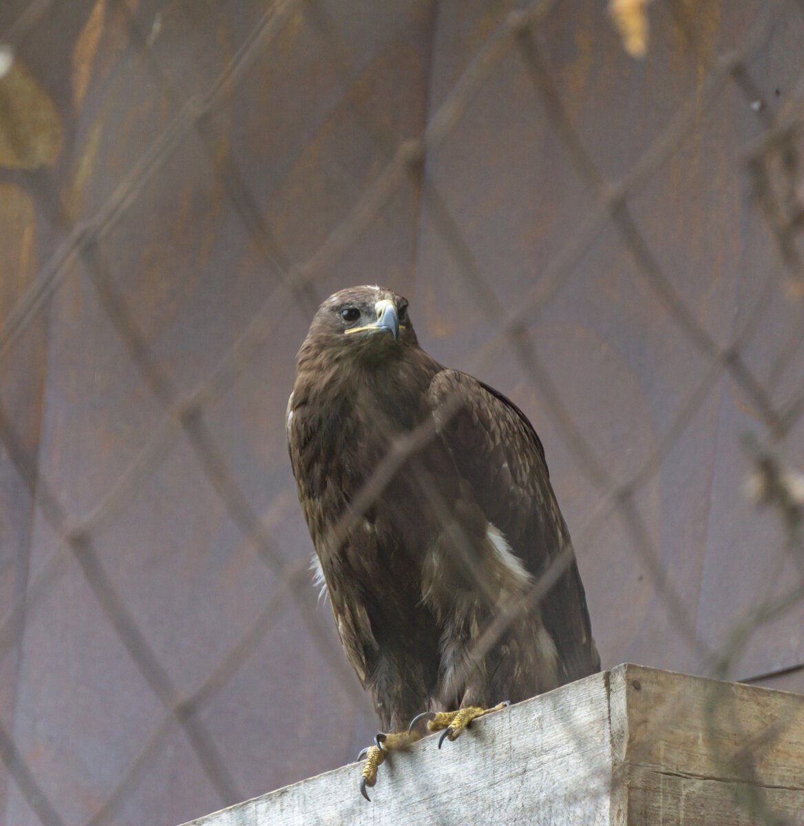 Хищные птицы Краснодарского края