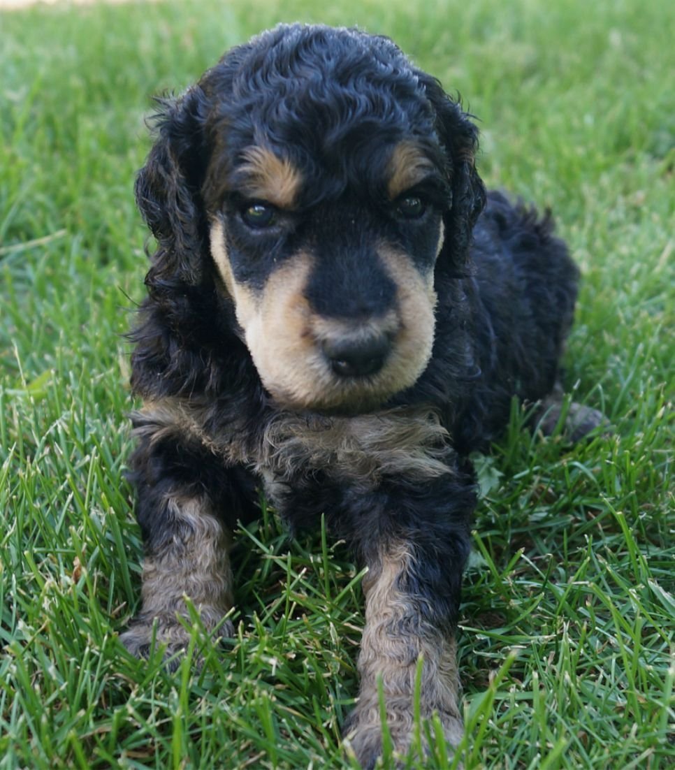 Помесь таксы и лабрадора