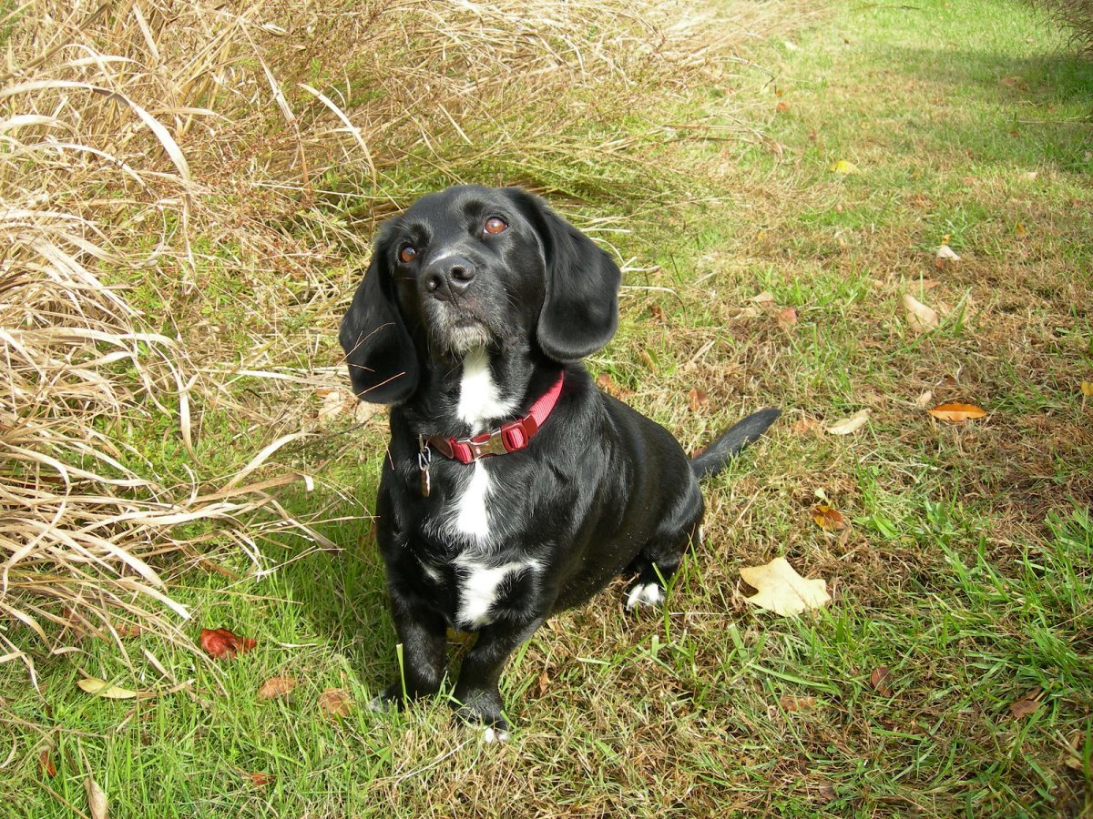 Метис спаниеля