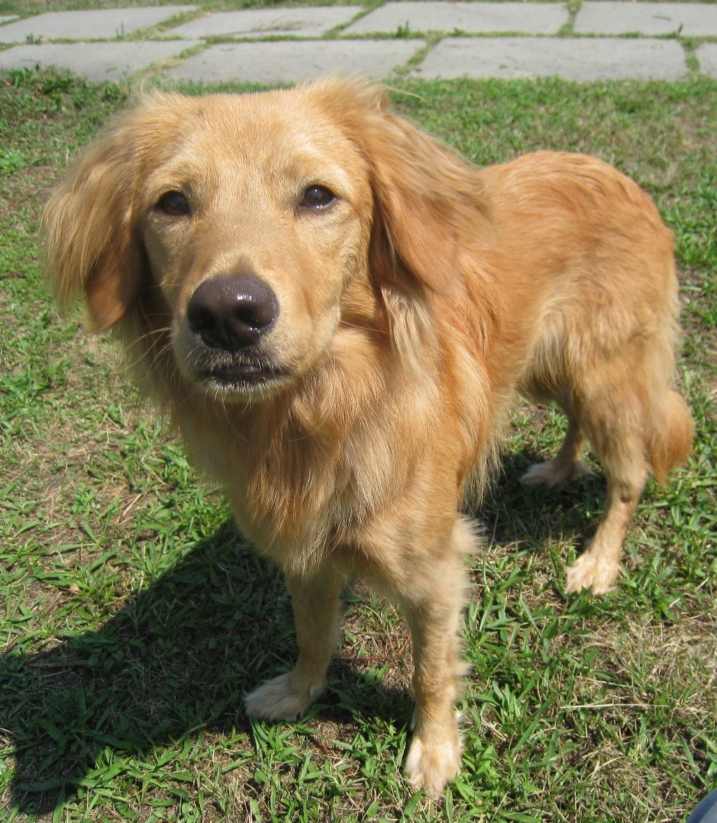 Метис хаски и таксы