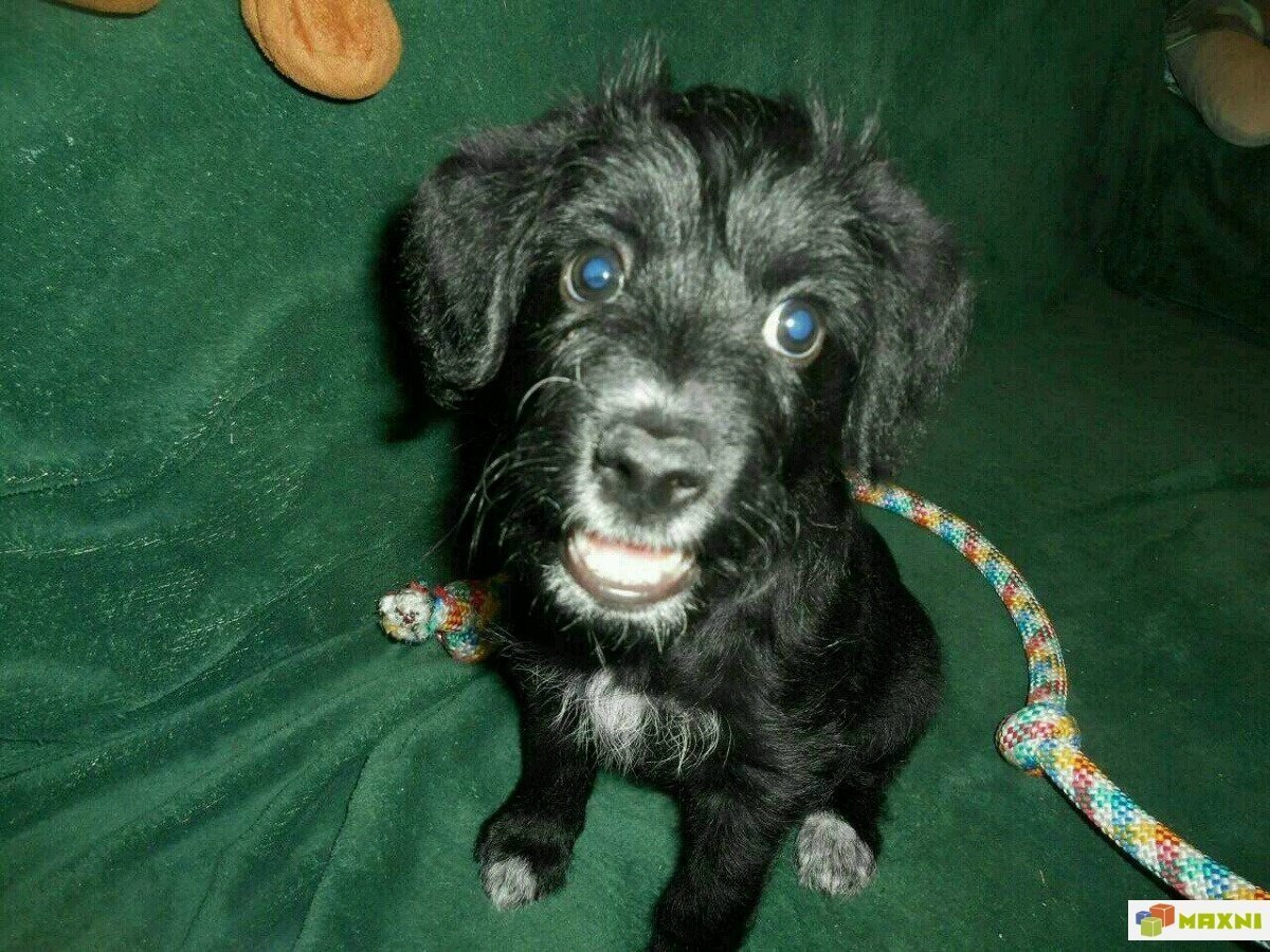 Метис таксы и Болонки