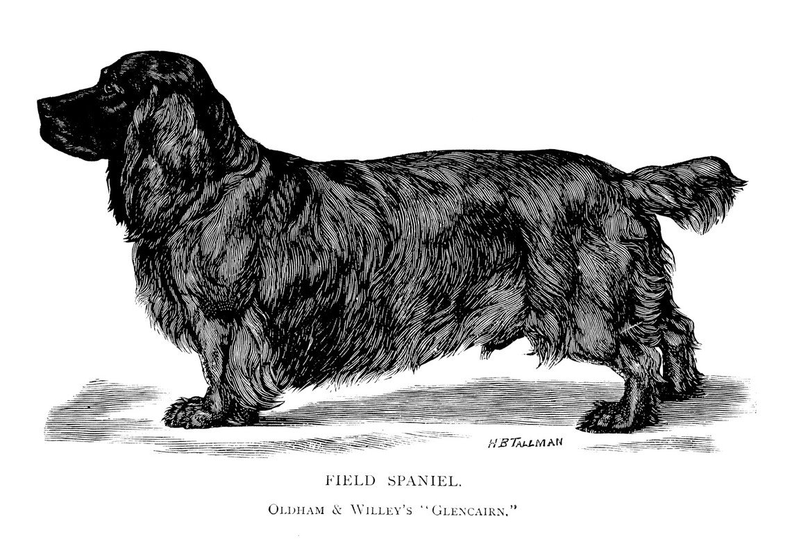 Метис кокер лабрадор