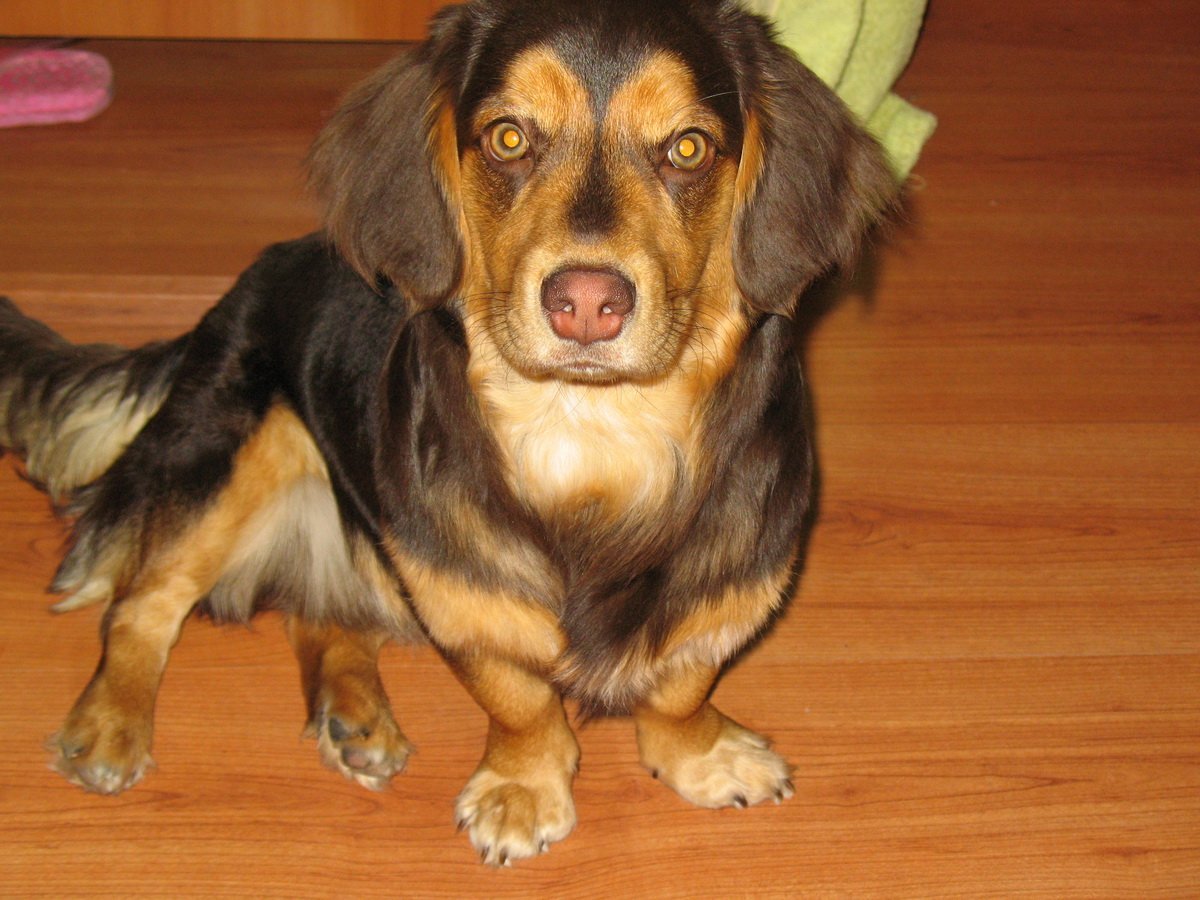 Такса длинношерстная кроличья черная