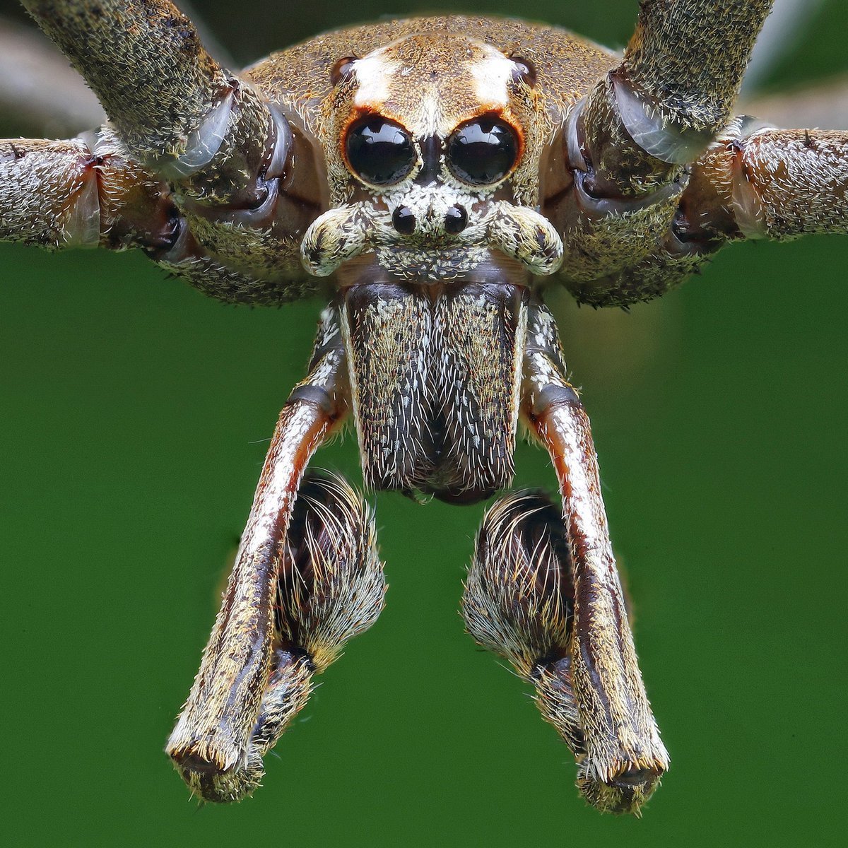 Странствующий паук Австралия