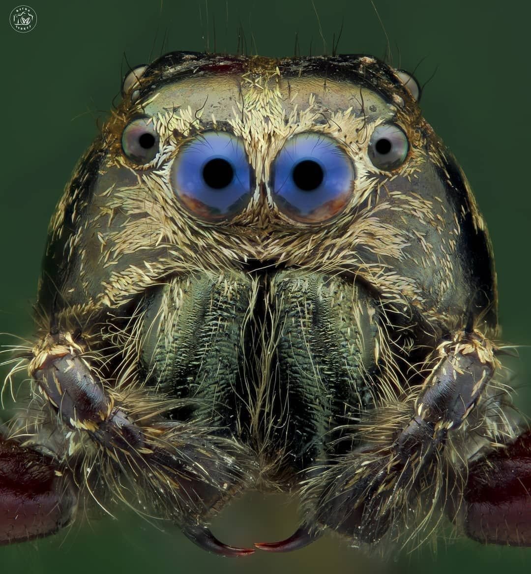 Паук под микроскопом