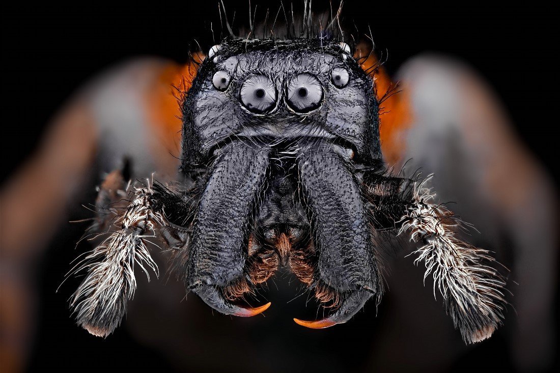 Тарантул паук хелицеры