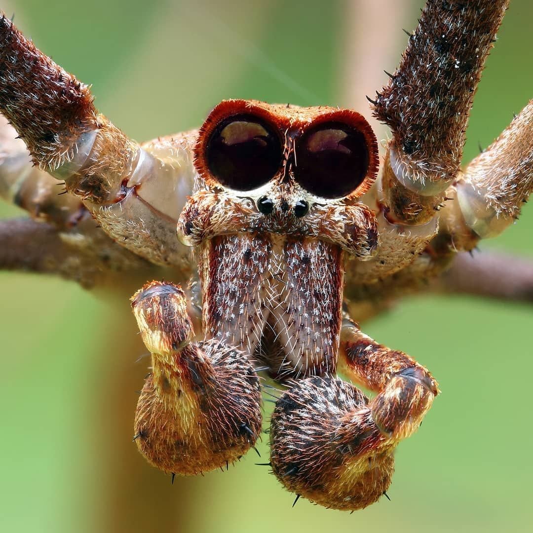 Лейкопаутинный паук