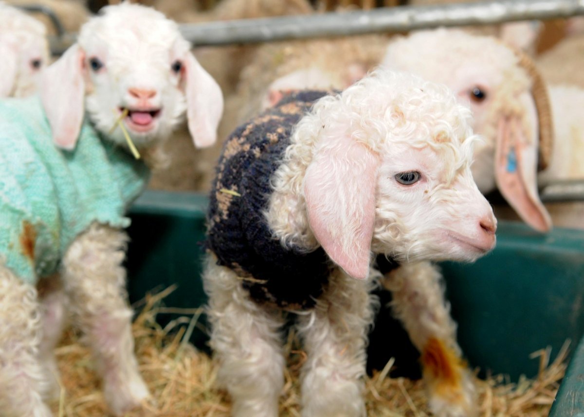 Козленок в одежде