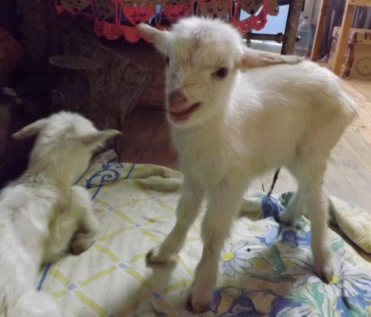 Новорожденный козел