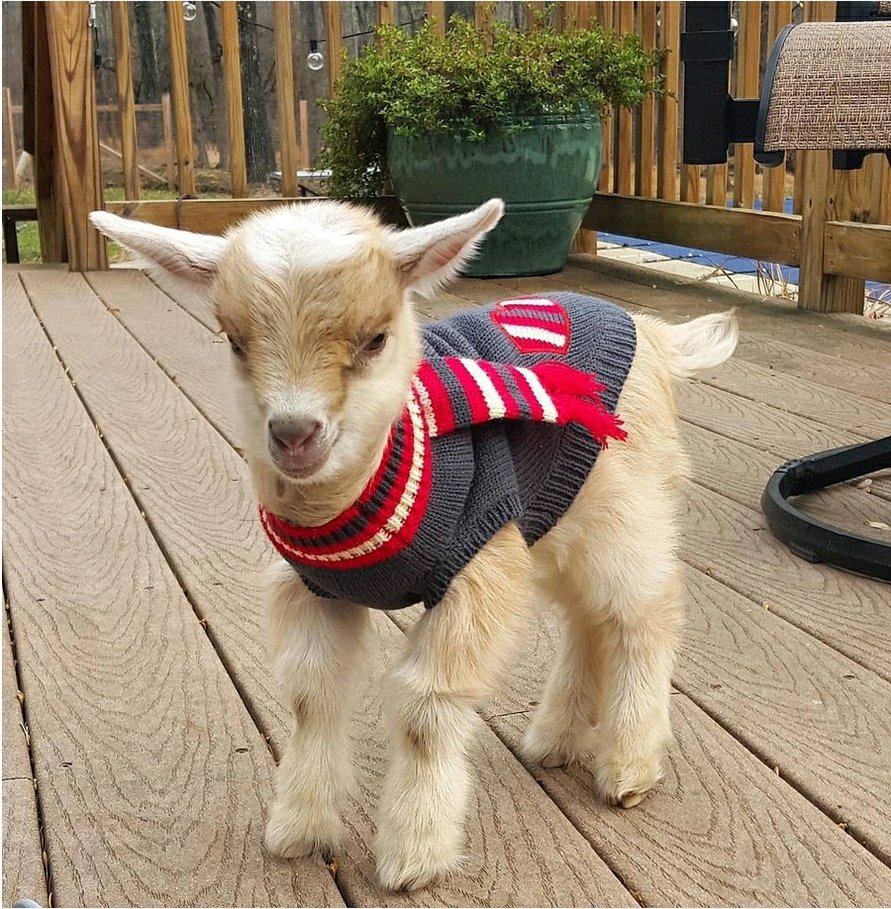 Кличка козленка 2