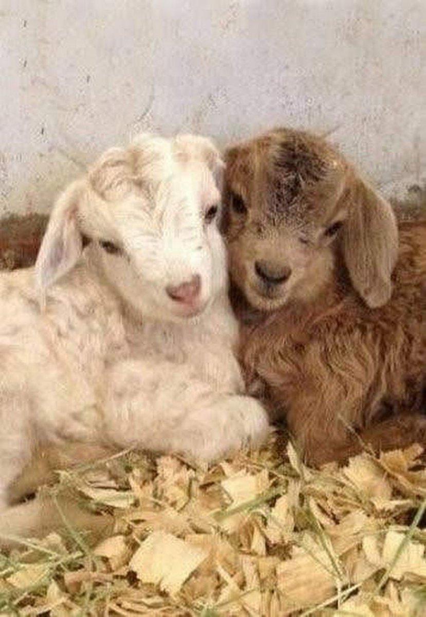 Самые красивые в мире Новорожденные овечки