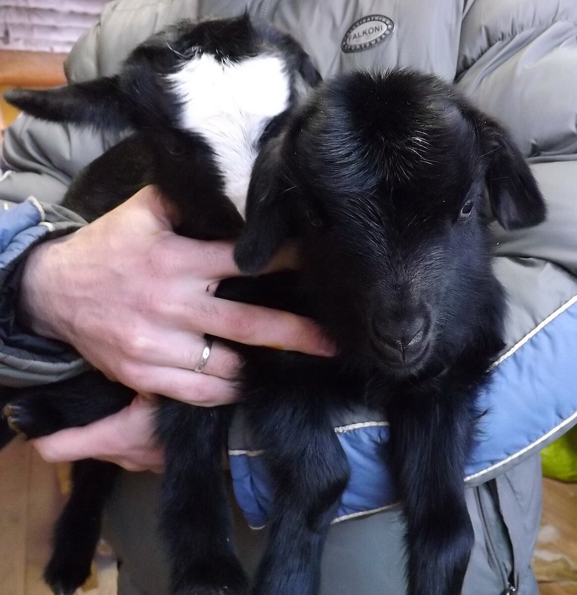 Мини козлик для квартиры