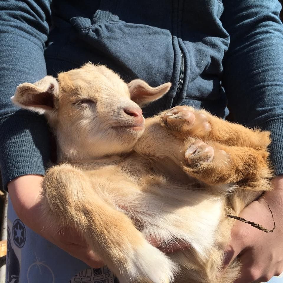 Одежда для козлят