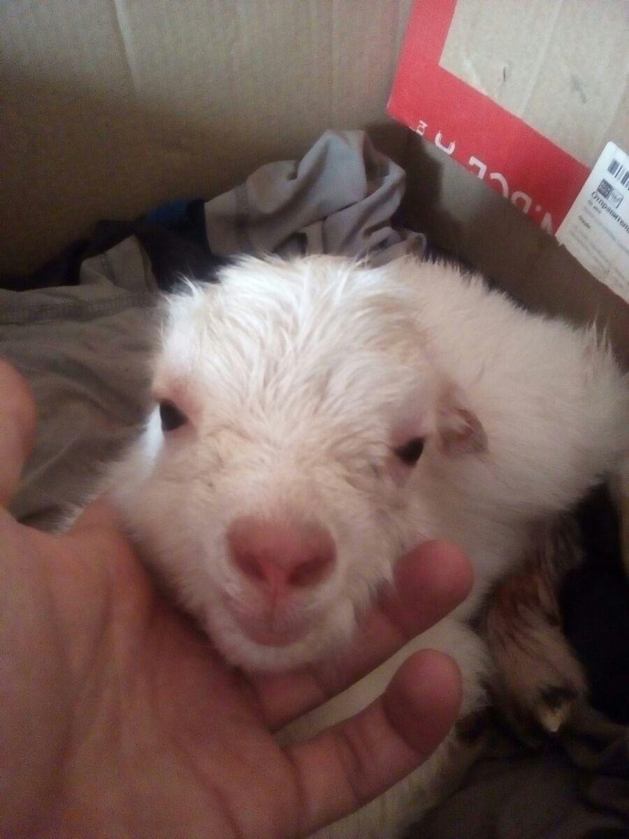 Новорождённые козлята