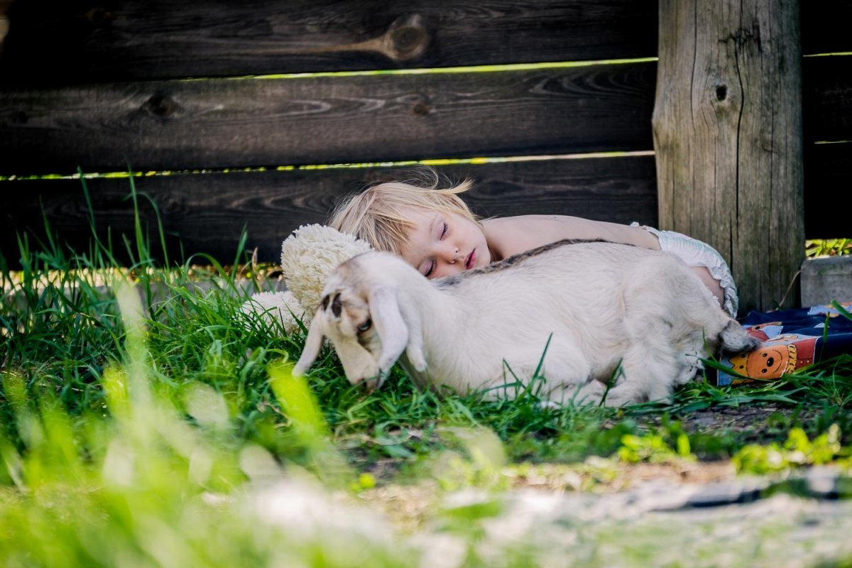 Девочка с ягненком