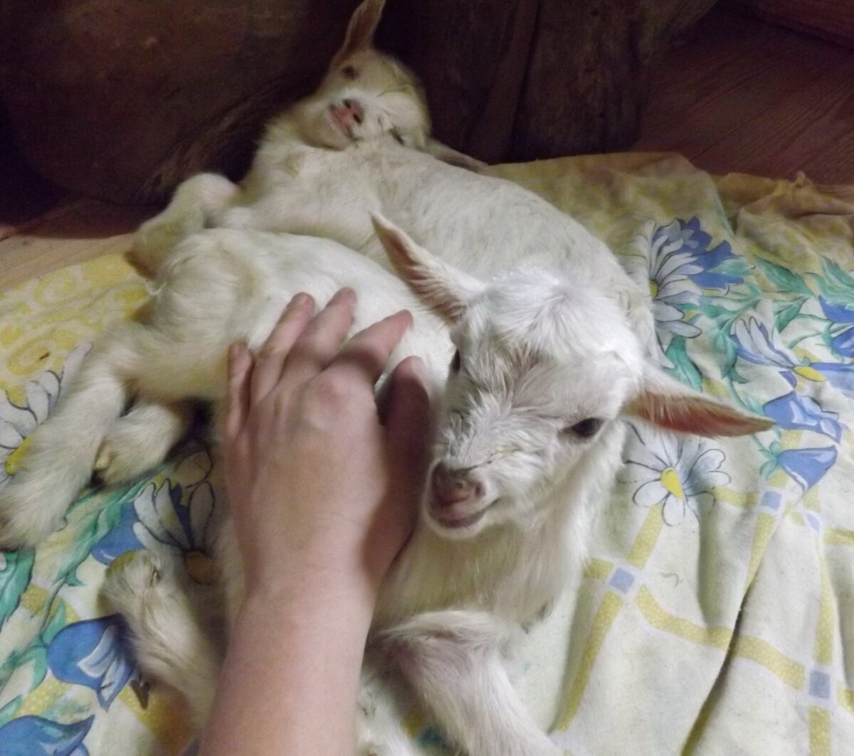 Трехцветный козлик