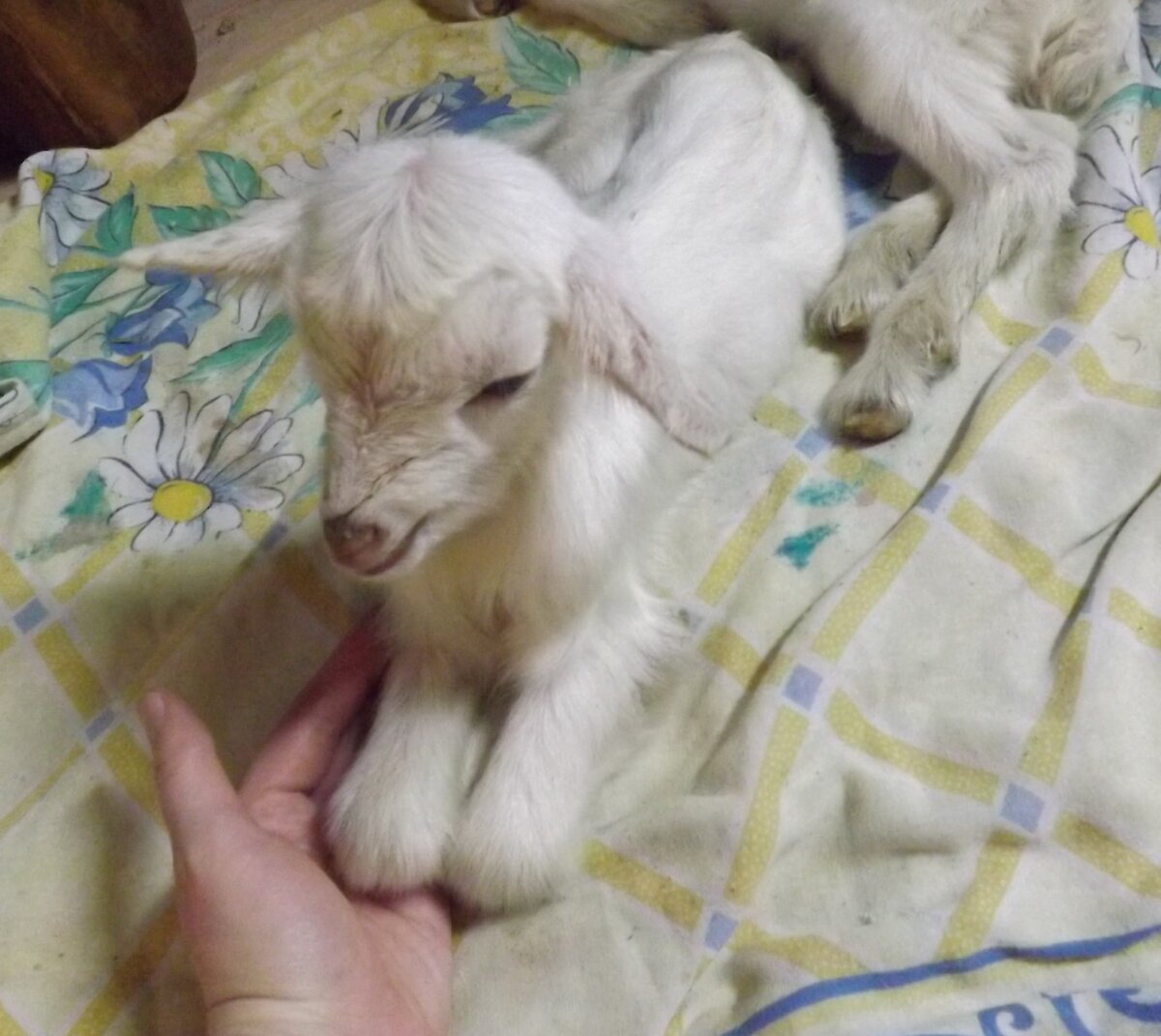 Новорождённые козлята