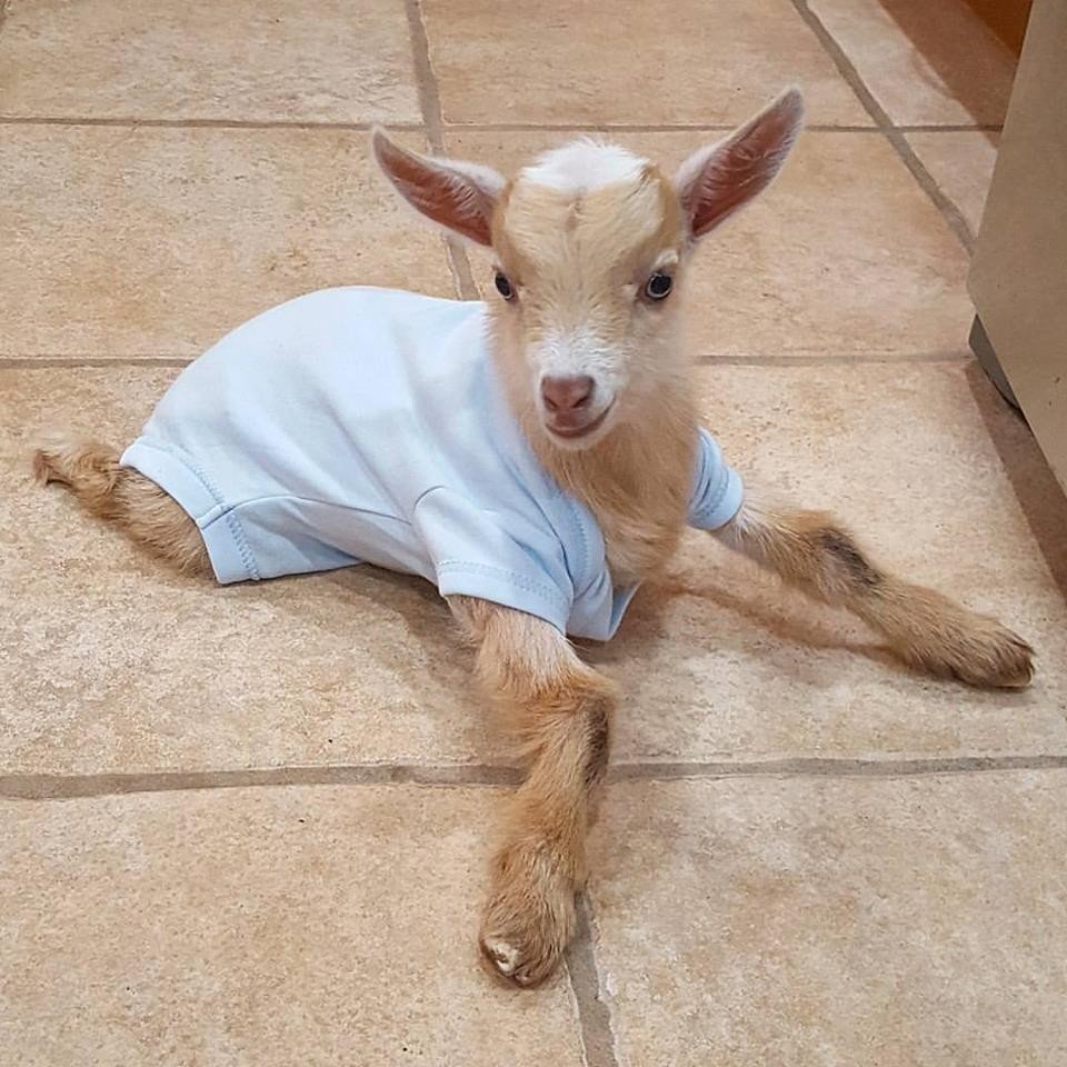 Новорожденные козлятки