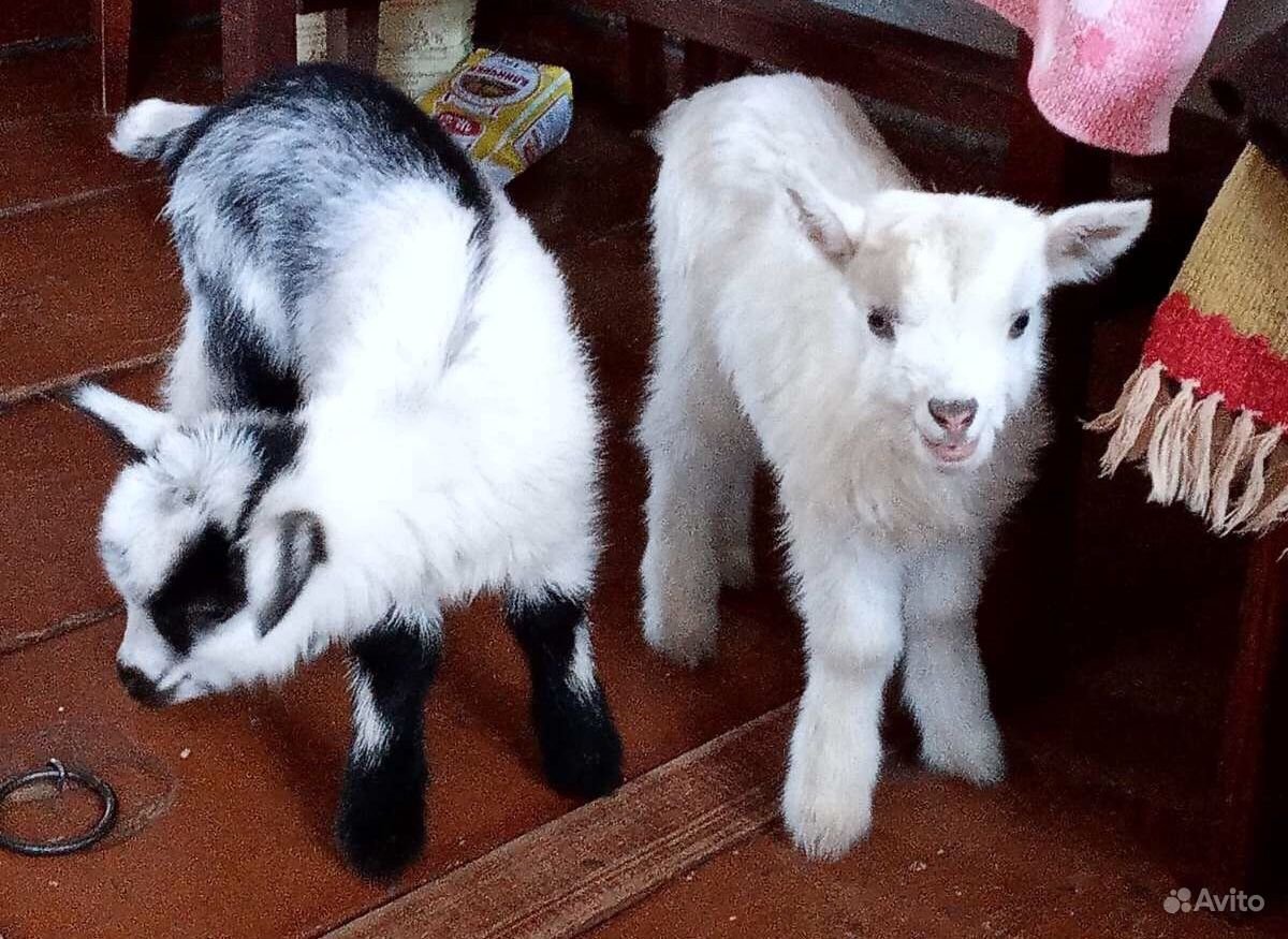 Коза с козлятами