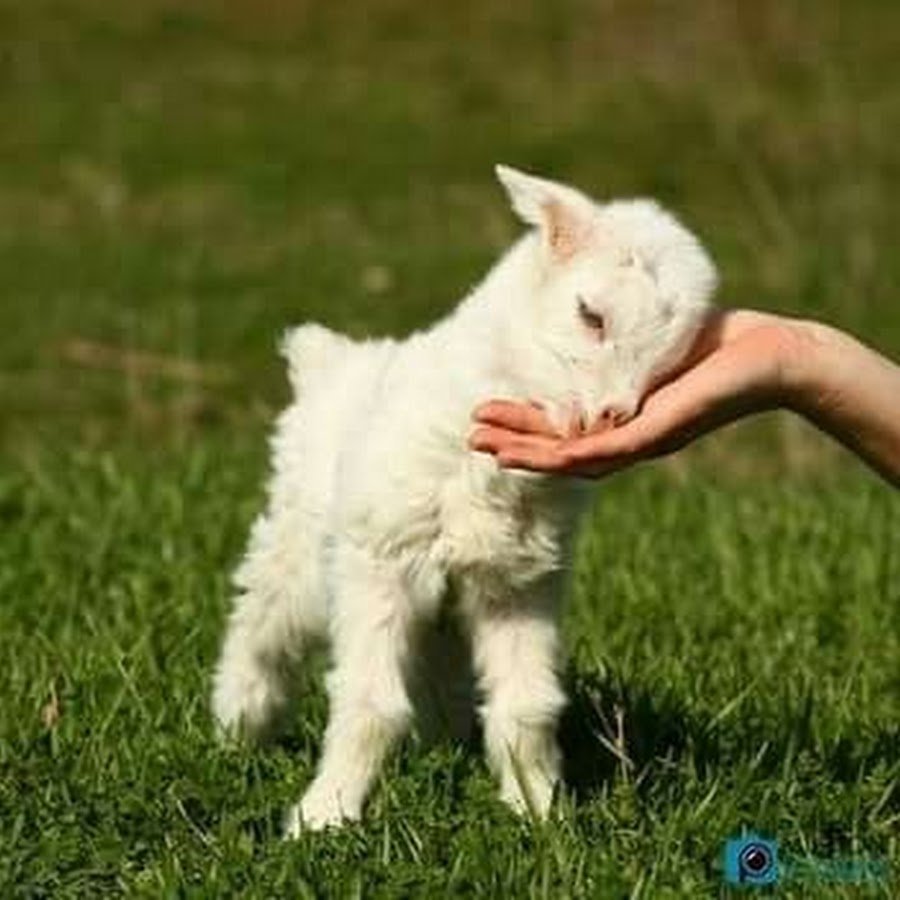 Козленок белый на руках
