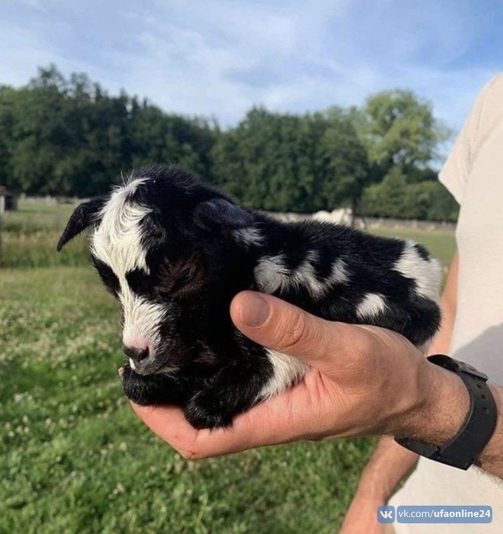 Микрокоровка Мем