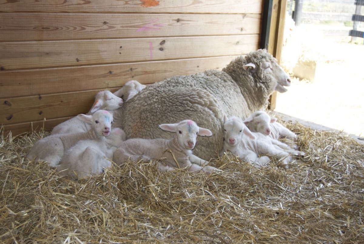 Новорожденные козлята