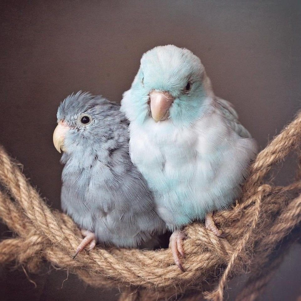 Милые волнистые попугайчики