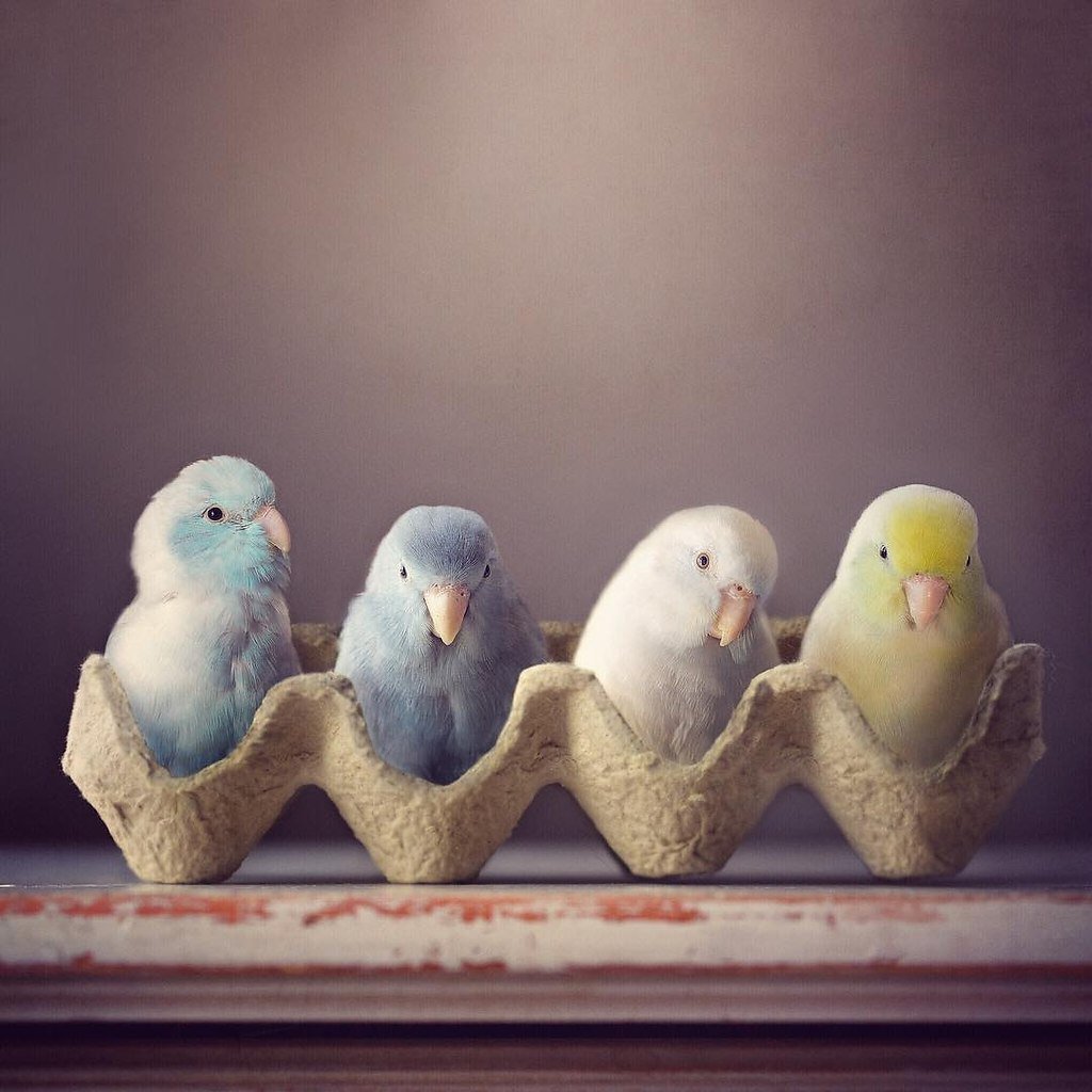 Какаду корелла голубой