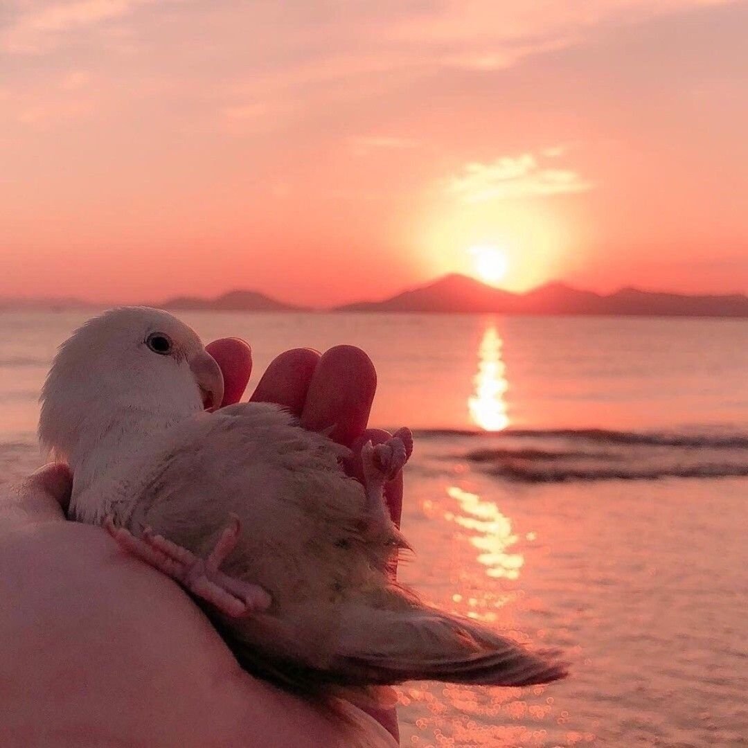 Попугаи неразлучники птенцы