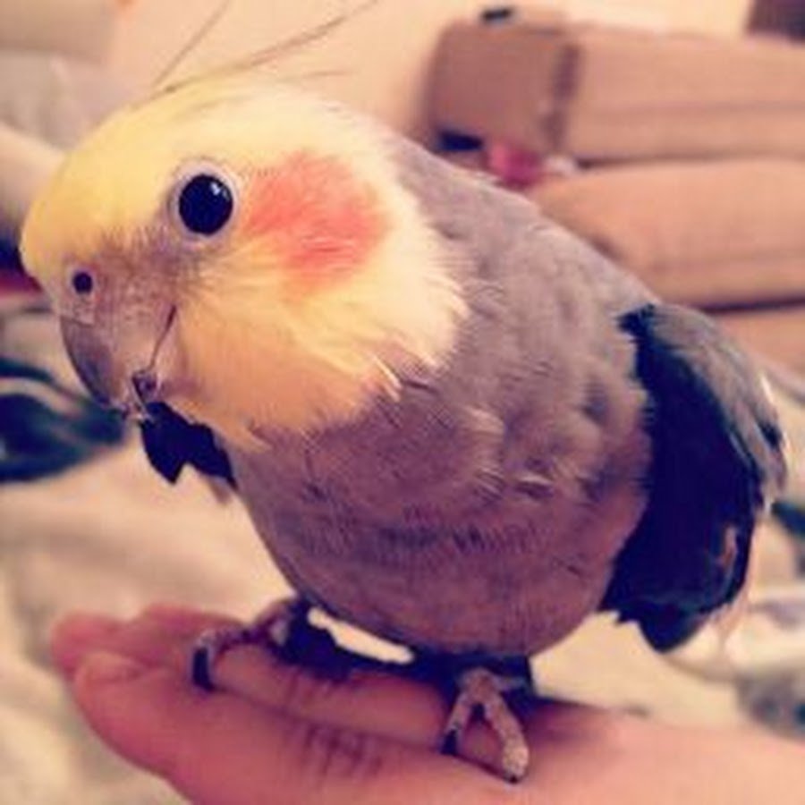 Воробьиный попугайчик Лессона