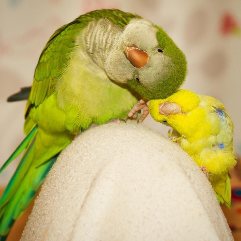 Забавные попугаи