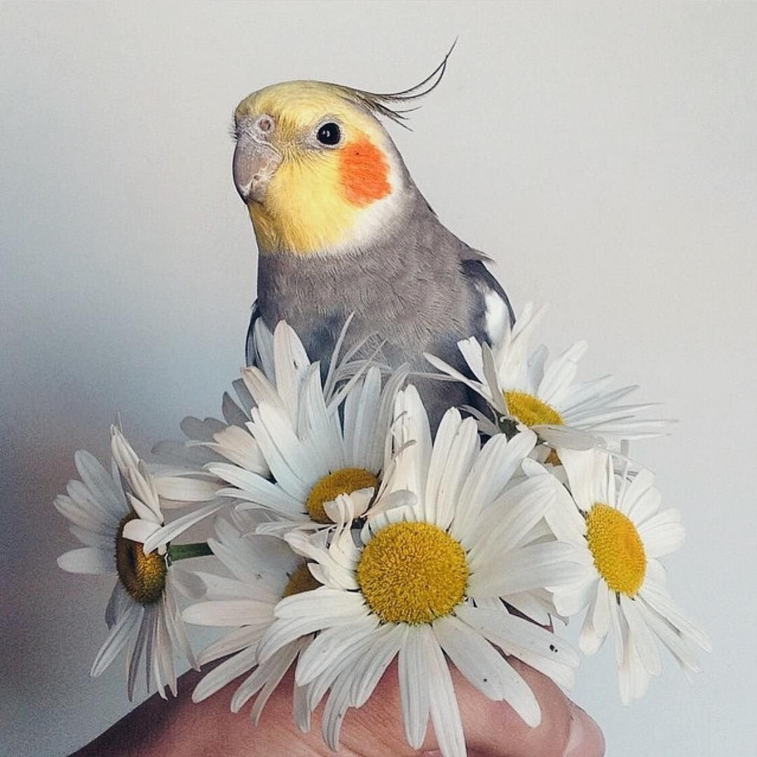 Розовые попугайчики