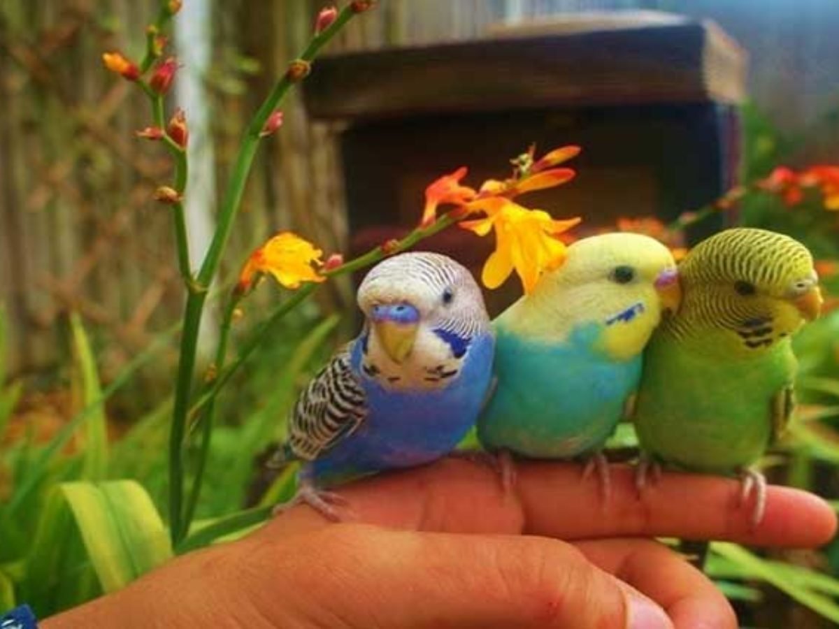 Фотографии волнистых попугаев