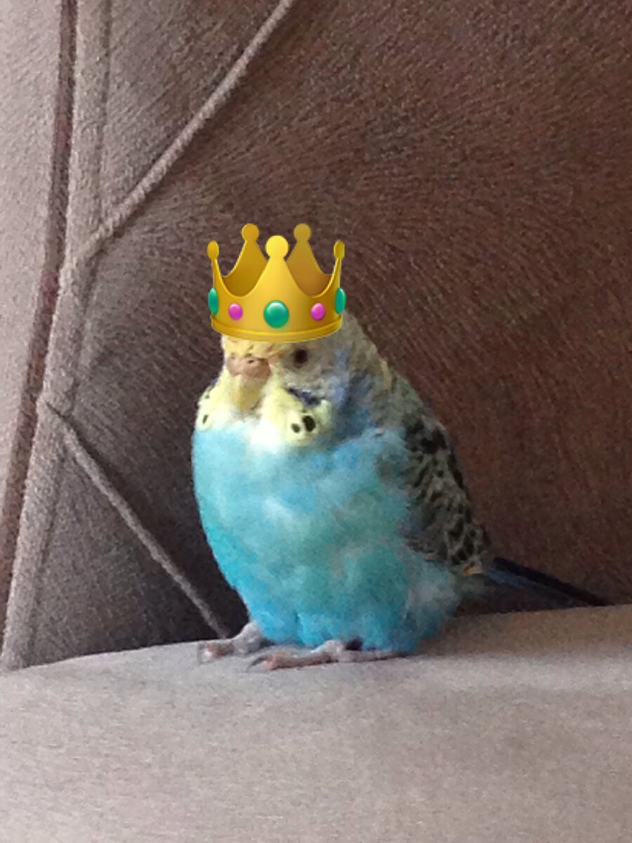 Волнистый попугай анфас