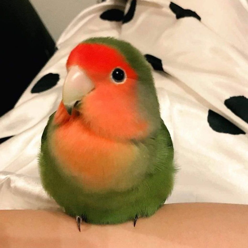 Попугаи неразлучники любовь