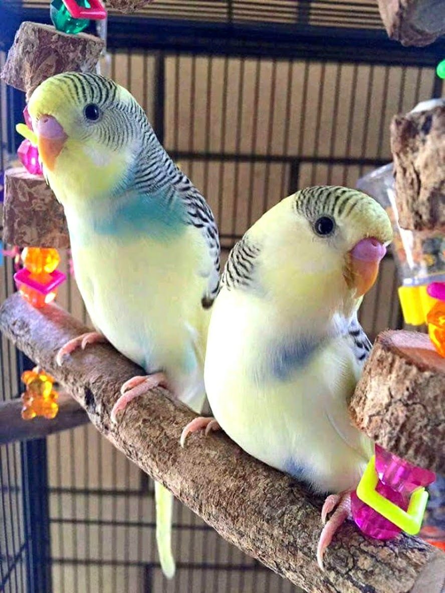 Милые попугайчики