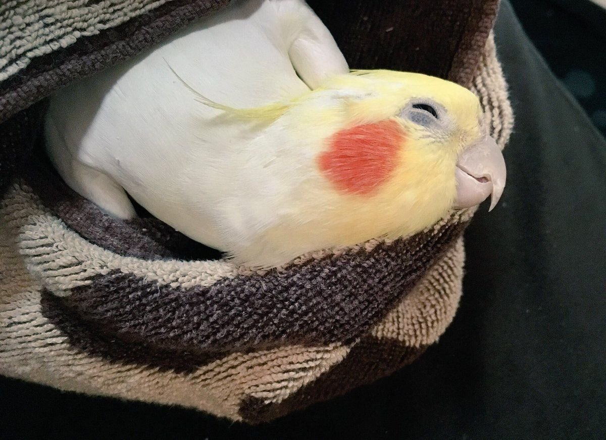 Домашние питомцы